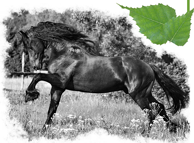 Stáj Studánka Varnsdorf