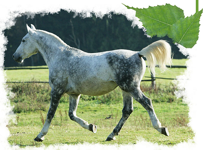 Stáj Studánka Varnsdorf