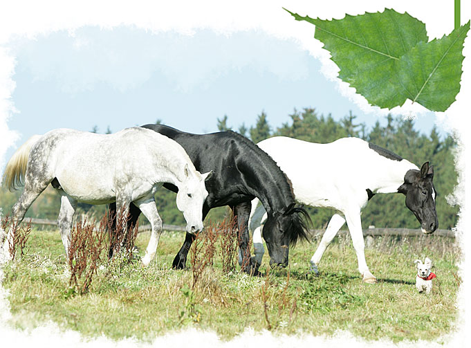 Stáj Studánka Varnsdorf