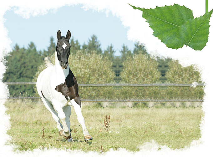 Stáj Studánka Varnsdorf