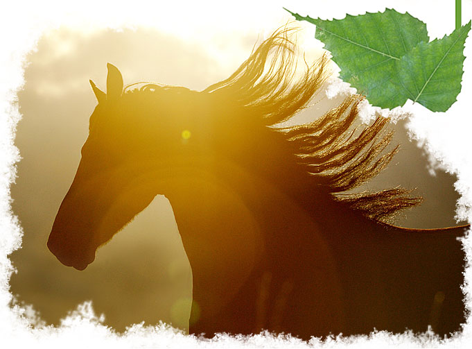 Stáj Studánka Varnsdorf