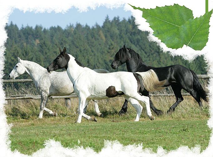 Stáj Studánka Varnsdorf